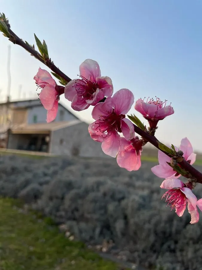 פונטי סול מינצ'יו Agriturismo Redo איטליה